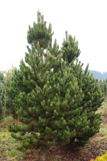 Pinus nigra var. austriaca Oregon Green